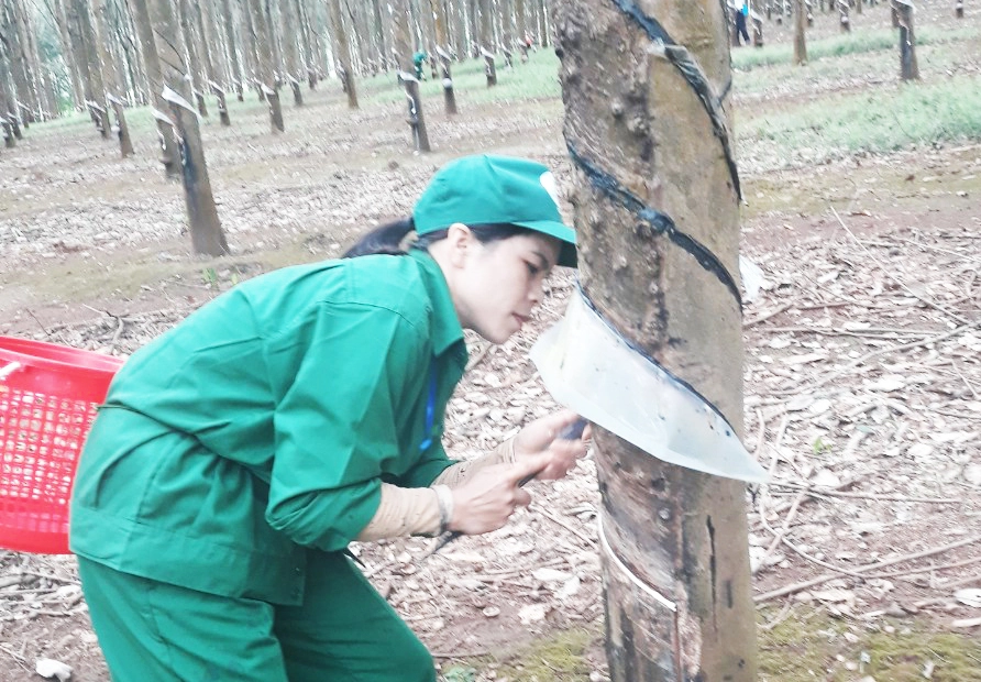 Cao su Chư Prông: Nô nức hội thi thợ giỏi khai thác mủ cao su